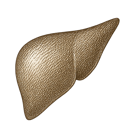 Illustration of a beef liver on a white background