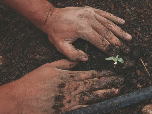 Are probiotics useful