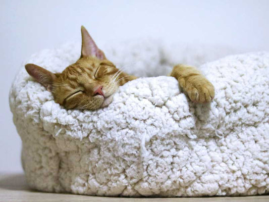 Rest and Recovery for Ancestral Nutrition