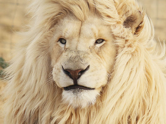 Can Eating Liver Support Healthy Hair?