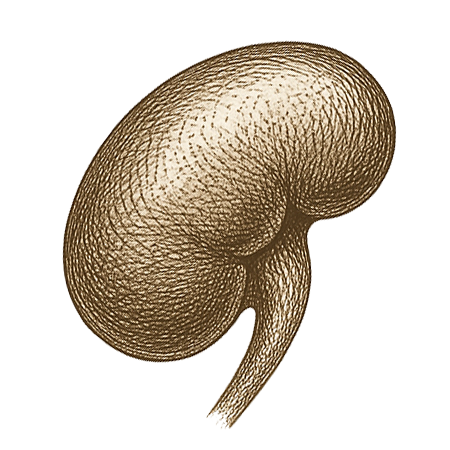 image of beef kidney in illustrative style