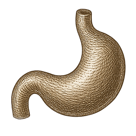 Illustration of a stylized beef spleen on a white background